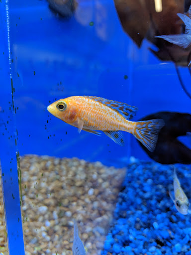 Pet Supply Store «Pet Supermarket, Inc.», reviews and photos, 598 N McCarran Blvd, Sparks, NV 89431, USA