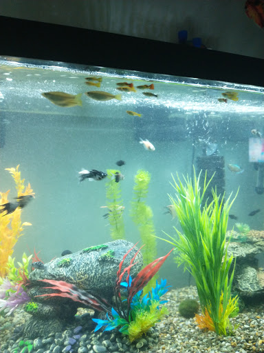 Tropical Fish Store «Reef Life Aquariums», reviews and photos, 5511 US-280 #310, Birmingham, AL 35242, USA