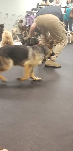 Pet Supply Store «Dogology», reviews and photos, 166 Albany Turnpike, Canton, CT 06019, USA