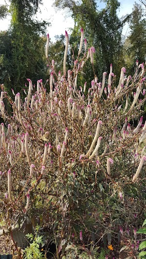 Wilson Botanical Gardens - photo 47