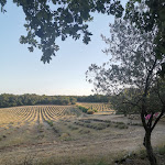 Photo n° 3 de l'avis de Noémie.o fait le 18/08/2019 à 20:37 pour L'Essentiel de Lavande à La Bégude-de-Mazenc