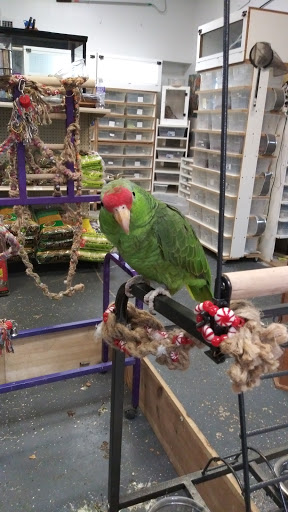 Pet Store «Off The Hook Exotics Pet Shop», reviews and photos, 926 5th Ave, Coraopolis, PA 15108, USA