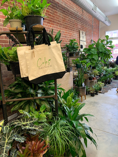 Coles Plants on Church Hill