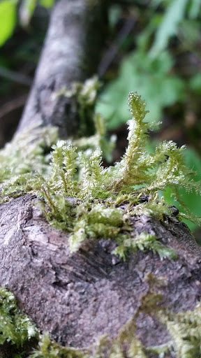 Nature Preserve «Lowami Hart Woods Natural Area», reviews and photos, 14895 SW Hart Rd, Beaverton, OR 97007, USA