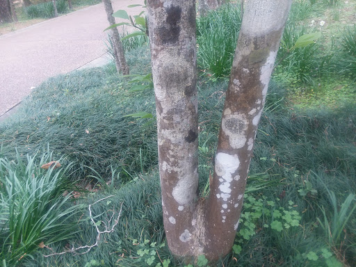 Art Museum «Bayou Bend Collection and Gardens», reviews and photos, 6003 Memorial Dr, Houston, TX 77265, USA