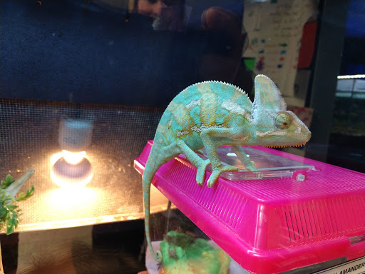 Pet Store «Fish Bowl», reviews and photos, 2117 E Race Ave, Searcy, AR 72143, USA