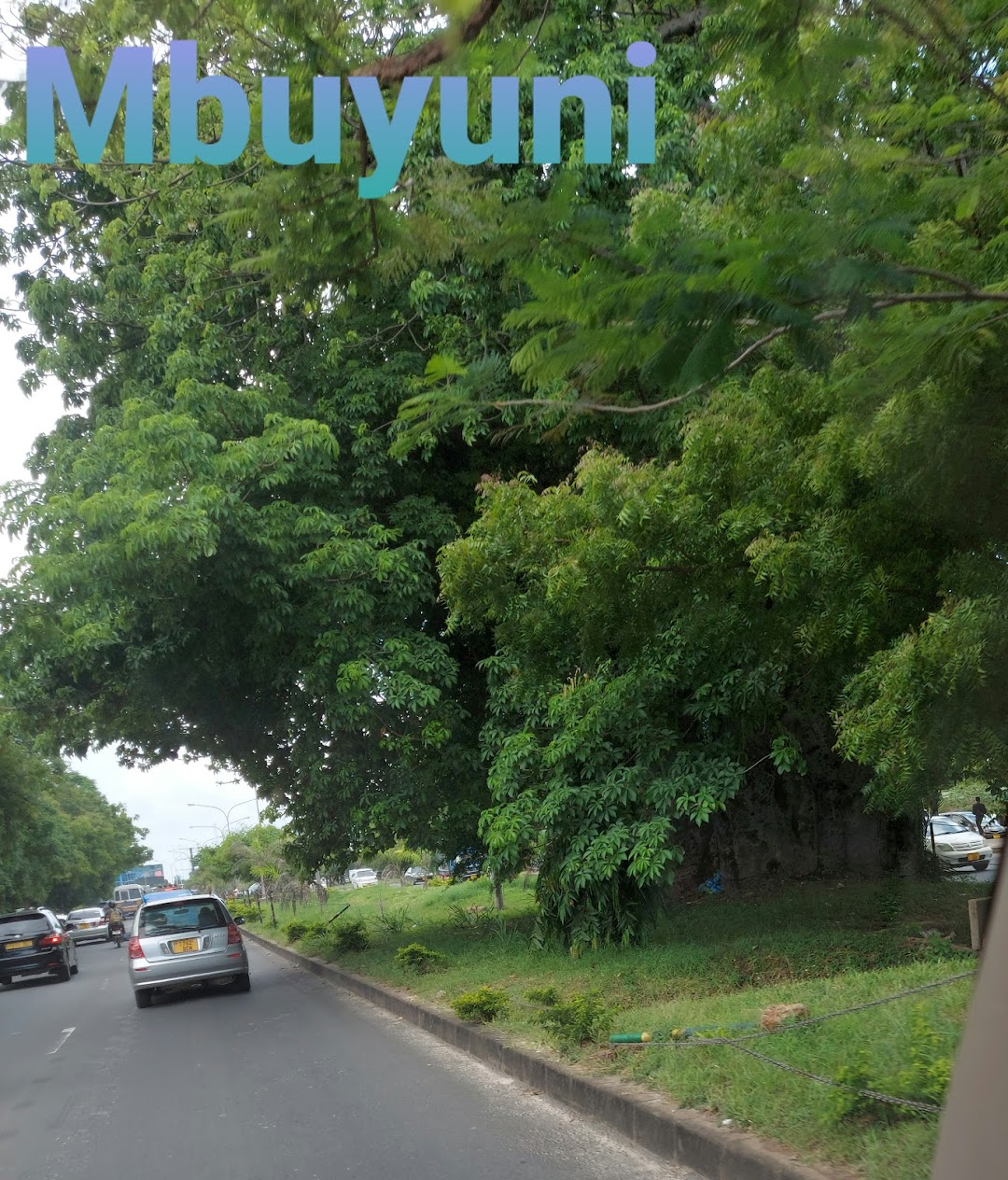 Mbuyuni tree