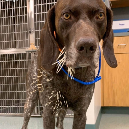 1259 E Main St, Annville, PA 17003, USA