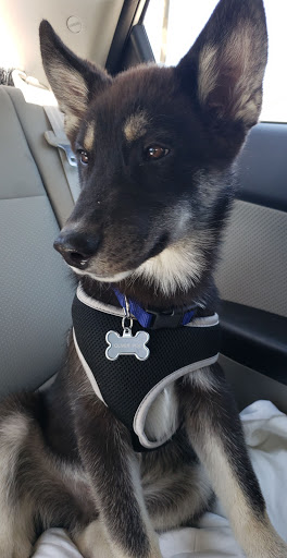 Pet Supply Store «PetSmart», reviews and photos, 8440 S Kipling Pkwy, Littleton, CO 80127, USA