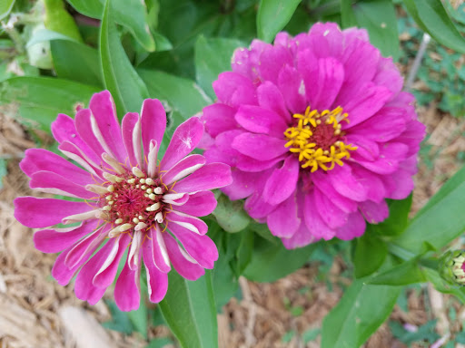 Coffee Shop «RoosRoast Coffee», reviews and photos, 1155 Rosewood St b, Ann Arbor, MI 48104, USA