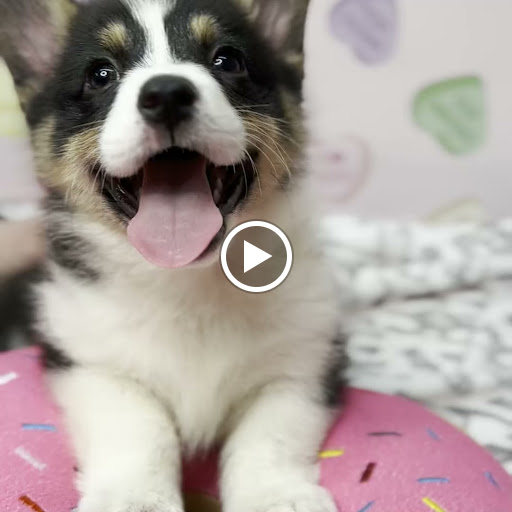 Pet Store «Animal Kingdom», reviews and photos, 5000 S Arizona Mills Cir, Tempe, AZ 85282, USA