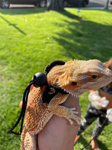 Pet Store «Pet Club», reviews and photos, 4435 Lennox Blvd # 6, Inglewood, CA 90304, USA