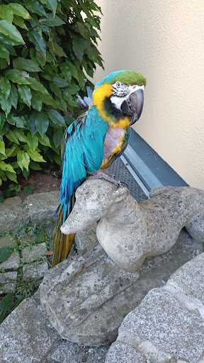 Dr. med. vet. Peter Csiky | Tierarzt unter Bergheim, Nordrhein-Westfalen