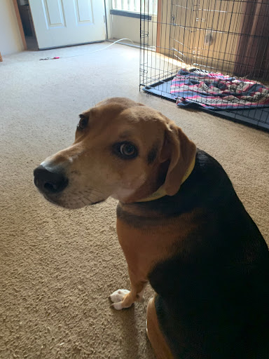 Plumber «Love Plumbing Air & Electrical», reviews and photos