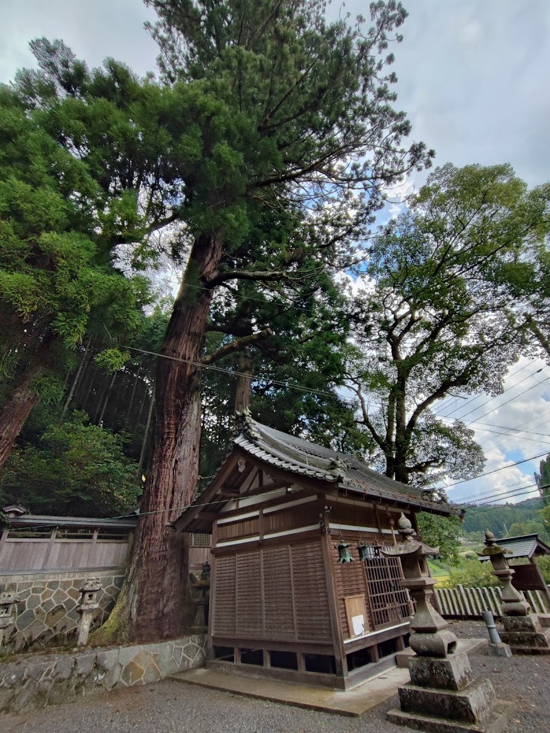 伊豆神社のスギ