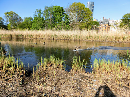 Park «Back Bay Fens», reviews and photos, 100 Park Dr, Boston, MA 02215, USA