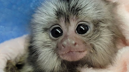 Baby Monkeys For Sale / capuchin monkeys for sale / spider monkeys for sale on discounts / https://exoticmonkeysforsale.com/