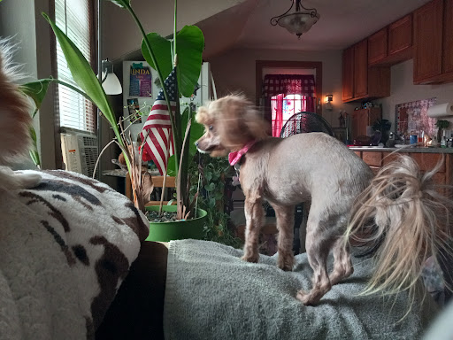 Animal Medical Clinic image