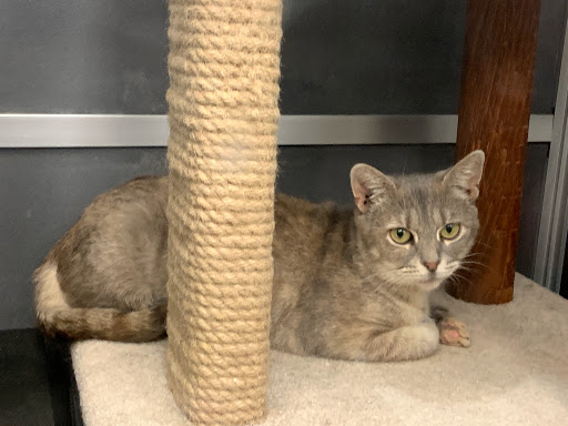 Pet Supply Store «Your Pet Experts», reviews and photos, 1665 State Hill Rd #490, Wyomissing, PA 19610, USA