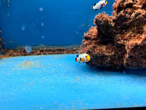 Pet Store «Fish Bowl Aquarium & Pet Mart», reviews and photos, 725 Providence St, West Warwick, RI 02893, USA