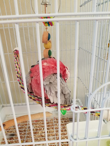 Bird Shop «BirdFarm Superstore», reviews and photos, 6360 Suncoast Parkway, Homosassa, FL 34446, USA