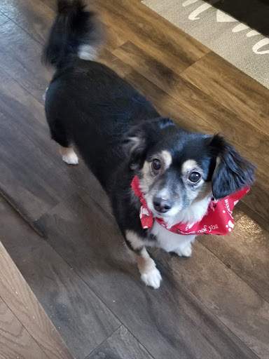 Pet Store «7 Seas Pet Care Center», reviews and photos, 13311 S Brandon Ave, Chicago, IL 60633, USA