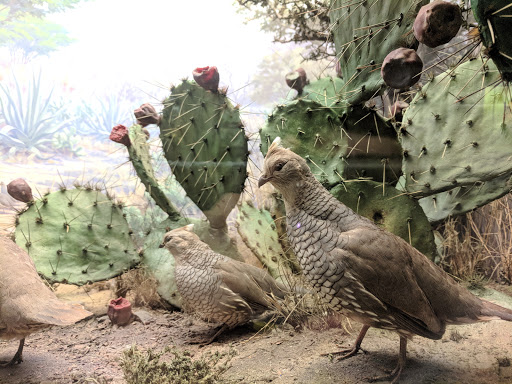 Museum «Texas Memorial Museum», reviews and photos, 2400 Trinity St, Austin, TX 78705, USA