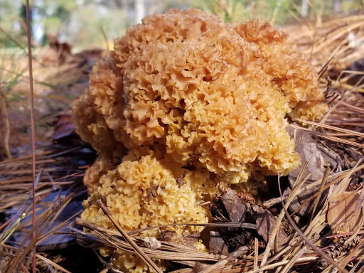 Golf Course «Alfred Tup Holmes Golf Course», reviews and photos, 2300 Wilson Dr SW, Atlanta, GA 30311, USA