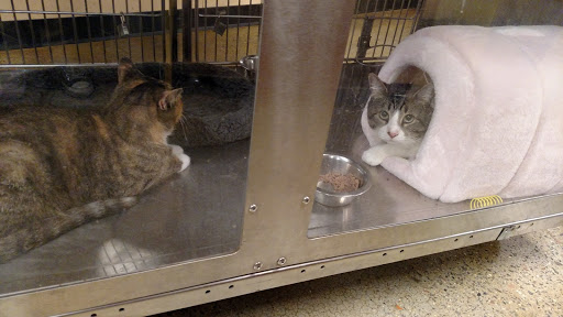 Pet Supply Store «PetSmart», reviews and photos, 238 Atlantic Ave, Brooklyn, NY 11201, USA