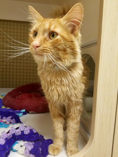 Pet Supply Store «Petco Animal Supplies», reviews and photos, 179 N Milwaukee St, Boise, ID 83704, USA