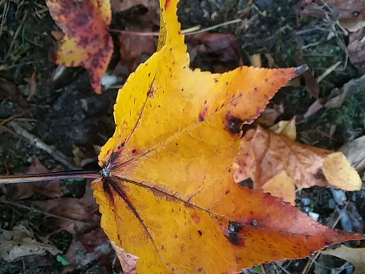 Tire Shop «A C Tire Inc», reviews and photos, 425 S Washington Hwy, Ashland, VA 23005, USA