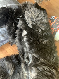 Pet Village - Photo 7 - Car repair in Duncanville, TX, Dallas