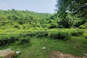 Rangamati Tea garden image