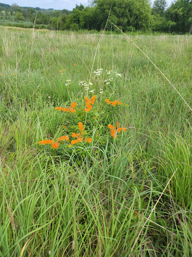 Bird Watching Area «Haehnle Sanctuary», reviews and photos, Seymour Rd, Pleasant Lake, MI 49272, USA