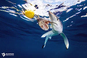 Mako Pako - shark diving image