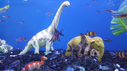 Pet Supply Store «Skyway Feed & Pet Supply Inc», reviews and photos, 677 Birch St, Paradise, CA 95969, USA