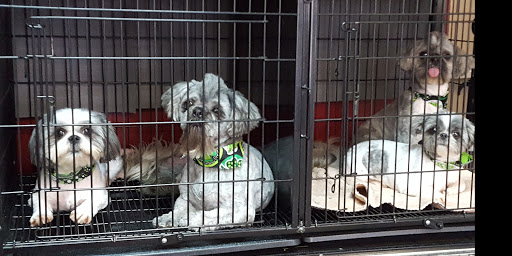 Pet Groomer «A Klassy Lassie, LLC», reviews and photos, 30 Old Jackson Rd, McDonough, GA 30252, USA