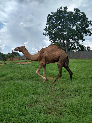Tourist Attraction «Barn Hill Preserve», reviews and photos, 11370 LA-955, Ethel, LA 70730, USA