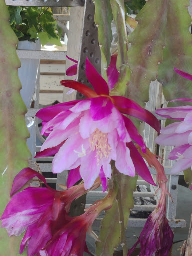 Florist «Providence Florist - Blooming Blossoms», reviews and photos, 780 Hope St, Providence, RI 02906, USA