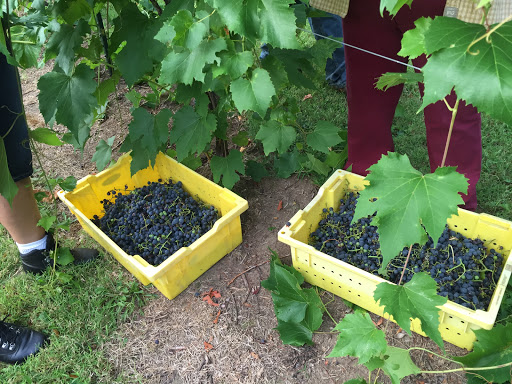 Winery «Priam Vineyards», reviews and photos, 11 Shailor Hill Rd, Colchester, CT 06415, USA