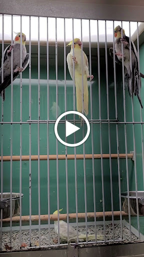 Pet Store «Southside Aquatics», reviews and photos, 2039 Pleasanton Rd, San Antonio, TX 78221, USA