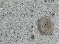 Pest Defense Solutions - Photo 8 - Car repair in Albuquerque, NM, Albuquerque