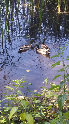 Nature Preserve «Wood Lake Nature Center», reviews and photos, 6710 Lake Shore Dr S, Minneapolis, MN 55423, USA