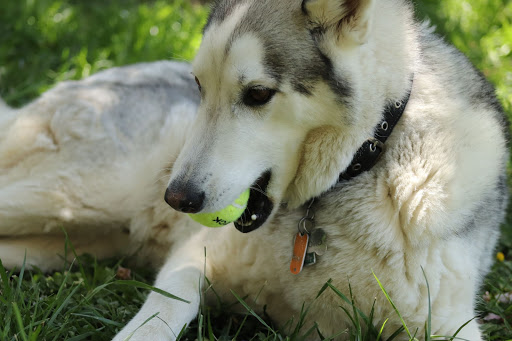Pet Supply Store «PetSmart», reviews and photos, 150 Bleachery Blvd, Asheville, NC 28805, USA