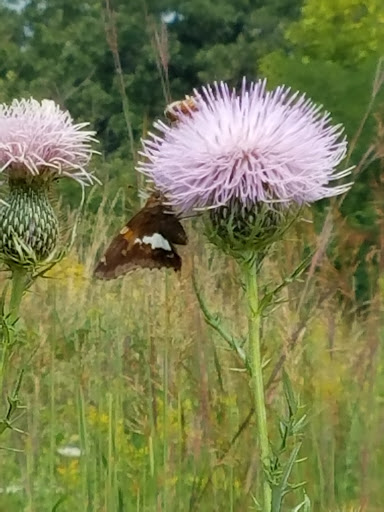 Nature Preserve «McDonald Woods Forest Preserve», reviews and photos, 19611 W Grass Lake Rd, Lake Villa, IL 60046, USA