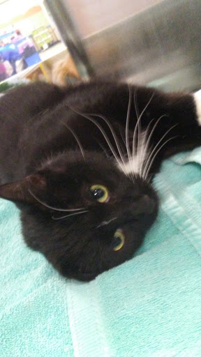 Pet Supply Store «PetSmart», reviews and photos, 1157 E North Ave, Belton, MO 64012, USA