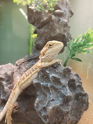 Pet Supply Store «Pet Supplies Plus», reviews and photos, 2424 W State St, Alliance, OH 44601, USA