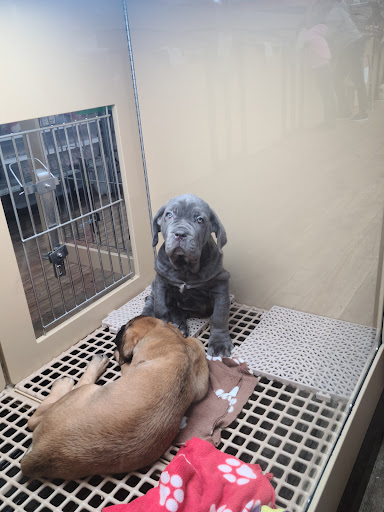 Pet Store «Petland», reviews and photos, 1514 Stonecreek Dr, Pickerington, OH 43147, USA