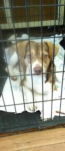 Pet Supply Store «Pet Supermarket», reviews and photos, 151 E Van Fleet Dr, Bartow, FL 33830, USA