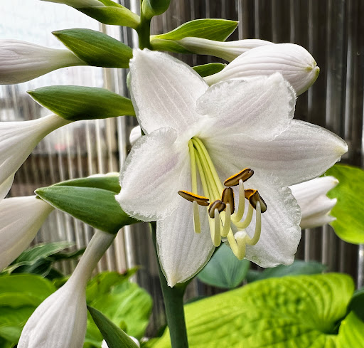 Hardware Store «JB Hostetter & Sons», reviews and photos, 1225 W Main St, Mount Joy, PA 17552, USA